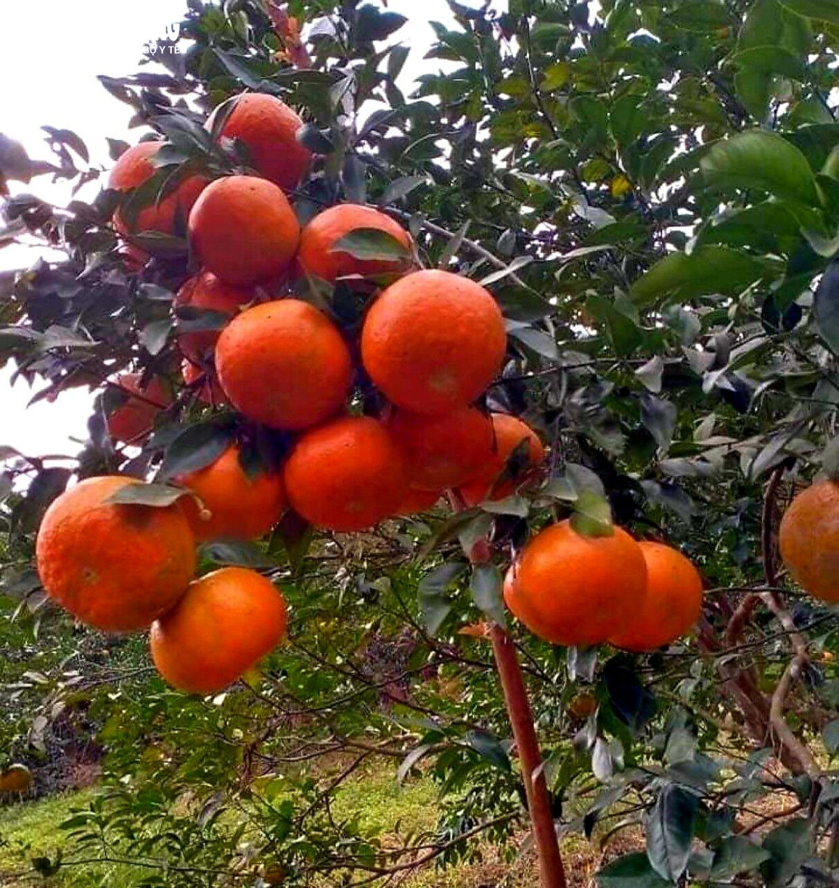 Learn Ha Tinh’s agricultural heritage with expert insights